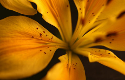 yellow_lily
