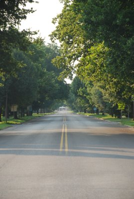 A Tree City View