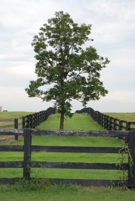 Tree in Fence