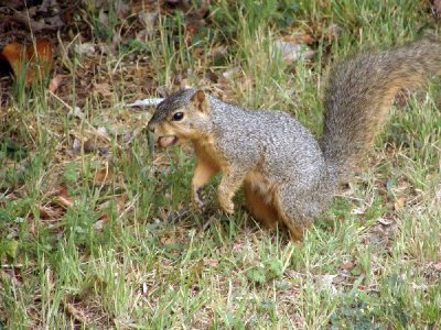 SQUIRREL WITH PECAN FROM HIS PERSONAL TREE1.jpg