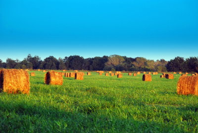 Hay Meadow - 10-04-2007 - 034.JPG