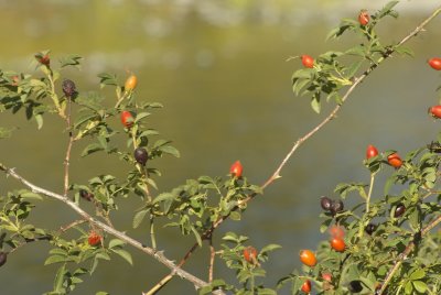 Umatilla River and wild rose hips
