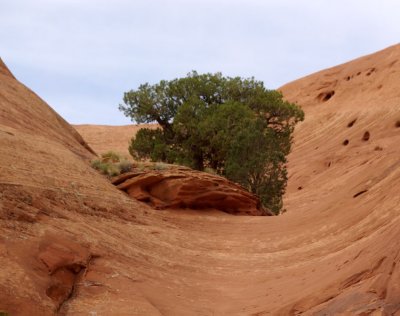 Resilient pine and grass, Monument Valley