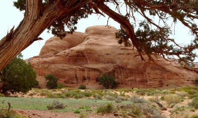 Juniper, pines, sandstone, Monument Valley