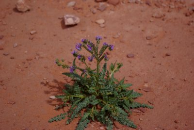 Monument Valley wildflower