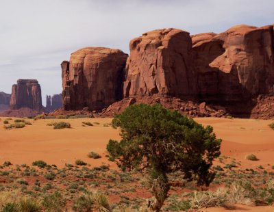 Pine and sand, Monument Valley