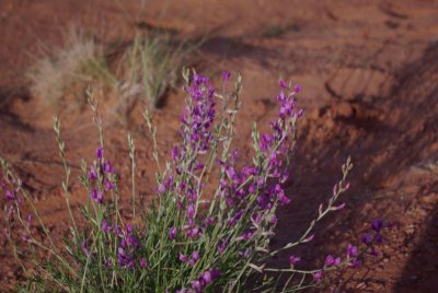 Wildflowers, Monument Valley