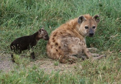 hyena  cub mara