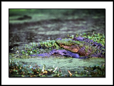 Gator On Gator