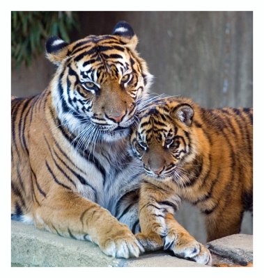 Tiger family at National Zoo