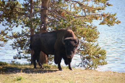 yellowstone 183.JPG