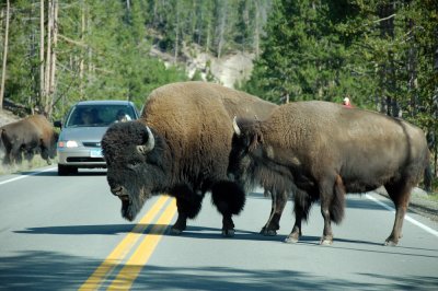 yellowstone 196.JPG