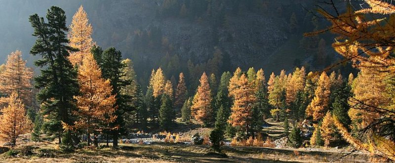 larches *