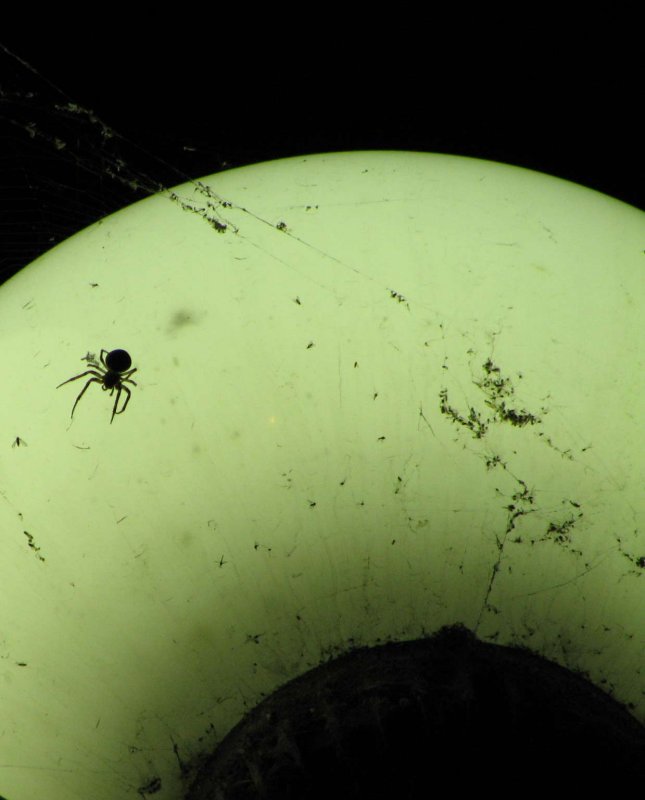* Itsy Bitsy Spider...