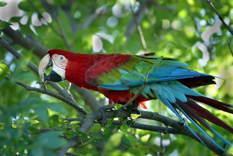 Pretty Bird  *