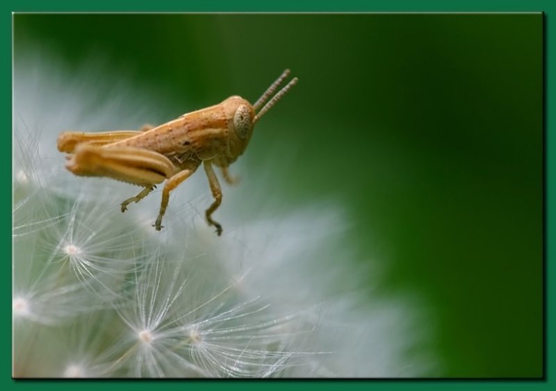 4th: Baby Hopper* <br> Michael Shealy