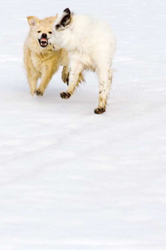 riley chases bandit.jpg