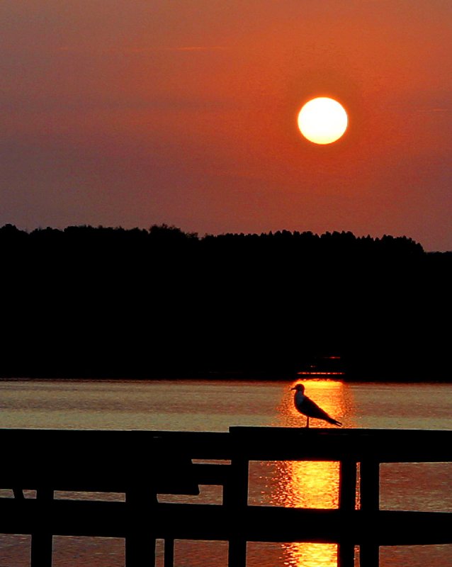 Early Bird   *