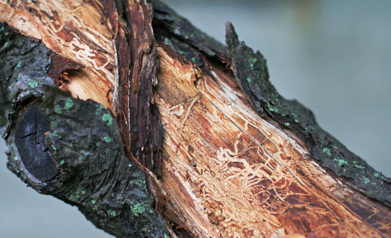 Dead apple branch