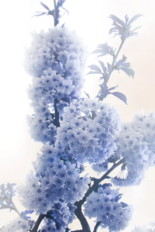 delicate cherry blossom