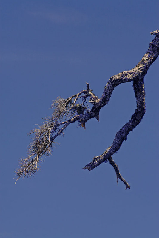 Ancient Limb *
