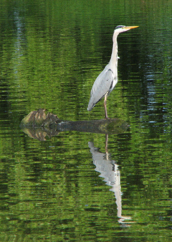 On Reflection
