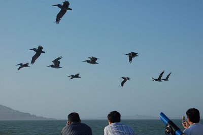 Flying Above The Bay*