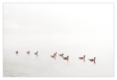 Fog Of Geese *