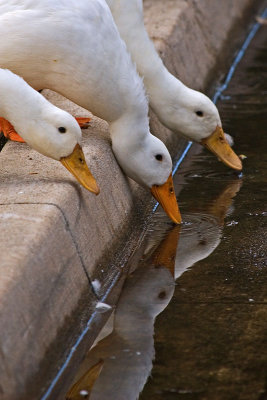 Drinkin Ducks