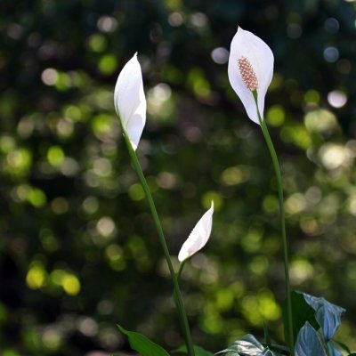 3 Peace Lilies