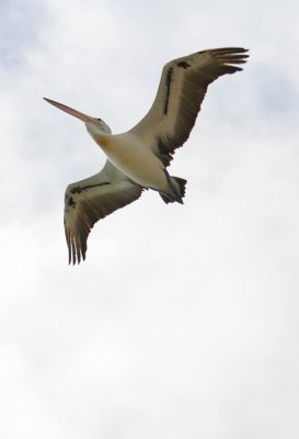 Pelican *