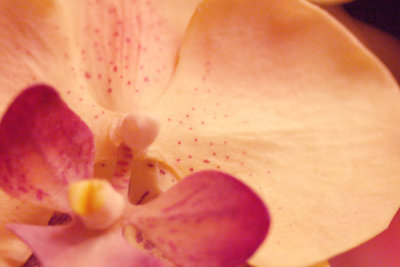 Orchid