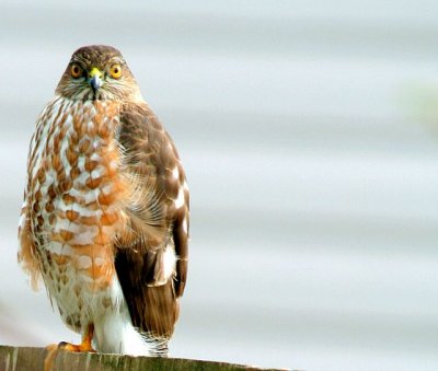 Hawk Spotted, in Yard*