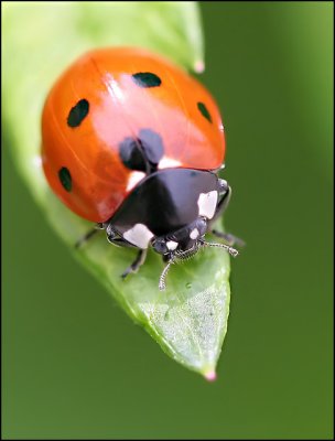 *7-spotted Ladybug*