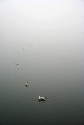 3 - foggy day* by tomiboi