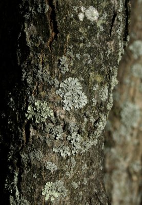 Lichen Growths *