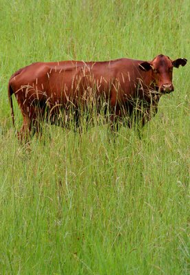 Cow in Grass *