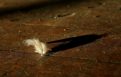 Feather *