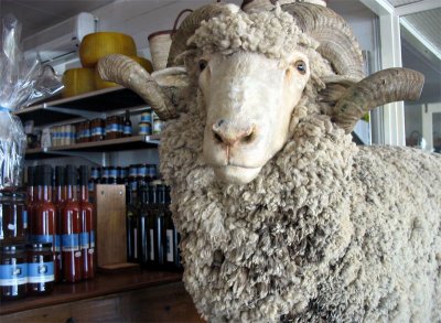 *Sheep in a bottle shop