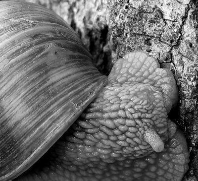 <b>3rd: Climbing snail * by Mrs. Wertdinger</b>