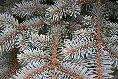 Blue Spruce  *