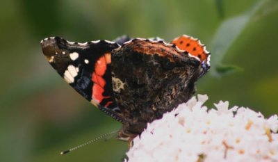 Red Admiral *