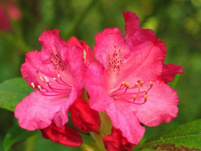 Rhododendron*