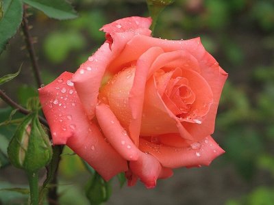 Rose After Rain*
