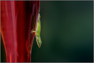 1st: Anole by Kenneth Christian