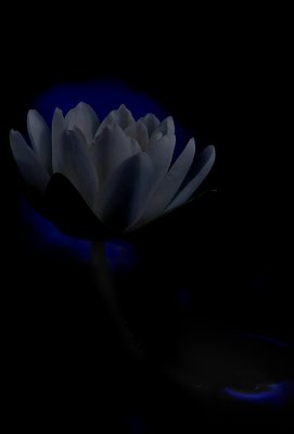 Midnight Lily *