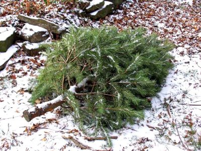 The discarded Christmas tree  *