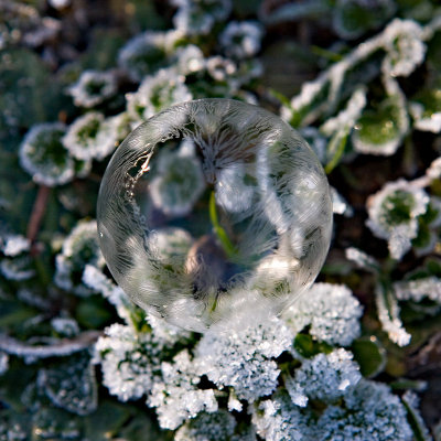 Frosty Bubble II *