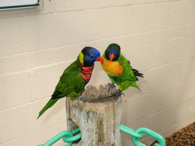 Parrots taking Center Stage*