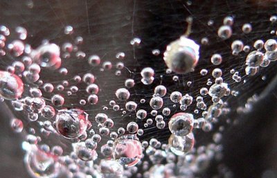 Drops In THE WEB*